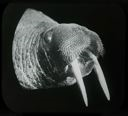 Image of A Walrus Head